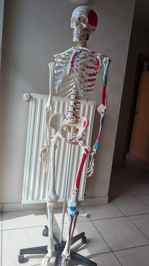 Skelet met aanhechting, Diversen, Schoolbenodigdheden, Zo goed als nieuw, Ophalen