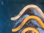 Jeunes Hypancistrus L236 sw 2,5-3cm, Dieren en Toebehoren, Vissen | Aquariumvissen