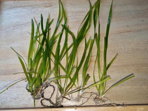 Vallisneria Spiralis, Animaux & Accessoires, Poissons | Aquariums & Accessoires, Neuf, Plante(s), Pierre ou Bois, Enlèvement