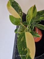 Philodendron Green Congo Marble, Ophalen of Verzenden