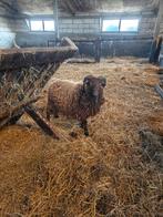 Ouessant ram, Dieren en Toebehoren, Mannelijk, Schaap, 0 tot 2 jaar