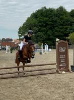 Brave c pony allround, Dieren en Toebehoren, Pony's, Merrie, Springpony, 11 jaar of ouder, L