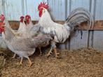 Prachtige Isabel leghorn haan, Dieren en Toebehoren
