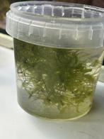 Caulerpa brachypus, Dieren en Toebehoren, Ophalen