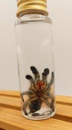Jonge tarantulla in vloeibare opslag, Ophalen of Verzenden, Nieuw, Insect, Overige typen