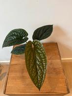 Anthurium Luxurians x Radicans Hybride, Huis en Inrichting, Kamerplanten, Ophalen of Verzenden