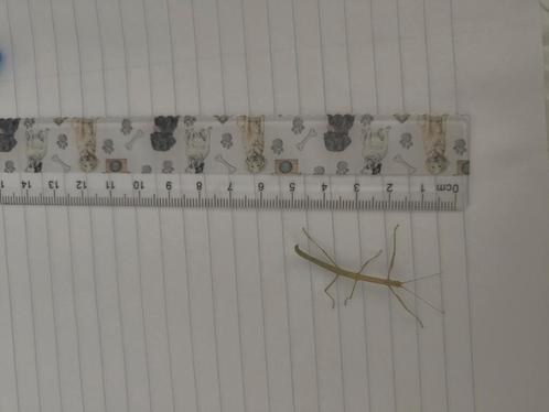 Indische wandelende takken (nimfen), Dieren en Toebehoren, Insecten en Spinnen