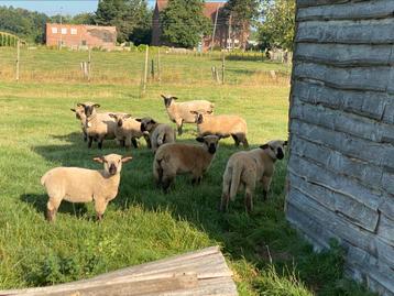 Hampshire down schapen, Plusieurs animaux, Mouton, 0 à 2 ans