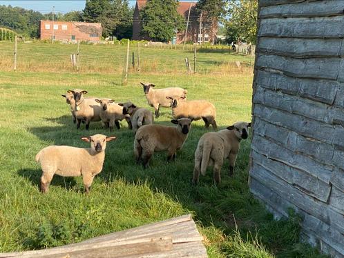 Hampshire down schapen, Dieren en Toebehoren, Schapen, Geiten en Varkens, Schaap, Meerdere dieren, 0 tot 2 jaar