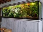 aquarium 800 liter, Ophalen, Zo goed als nieuw, Gevuld zoetwateraquarium