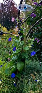 Buiten plant, Jardin & Terrasse, Plantes | Jardin, Enlèvement, Hiver