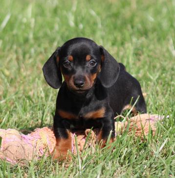 Teckel pup Black & tan korthaar beschikbaar voor biedingen