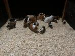 Diverse cavia’s te koop!, Dieren en Toebehoren, Knaagdieren, December, Meerdere dieren, Cavia