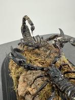 Schorpioenen onder stolp - Wildernis Atelier