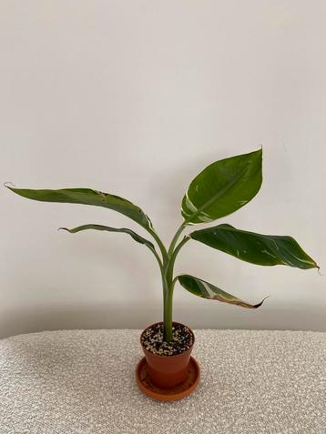 Zeldzame bananenplant variegata beschikbaar voor biedingen