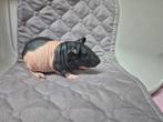 Super mooi zwart bont skinny cavia beertje, Mannelijk, Cavia, Tam