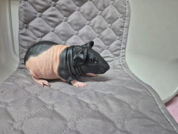 Super mooi zwart bont skinny cavia beertje beschikbaar voor biedingen
