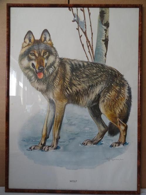 Schoolplaat Wolf poster Wolf 1969 Kronen-Verlag Erich Cremer, Verzamelen, Posters, Gebruikt, Dier of Natuur, A1 t/m A3, Rechthoekig Staand