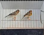 Harlekijn kanaries, Dieren en Toebehoren, Mannelijk, Kleurkanarie