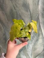 Alocasia Gageana Aurea knollen, Ophalen