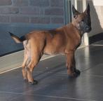 Mechelse herder TEEF, Dieren en Toebehoren, België, Fokker | Hobbymatig, CDV (hondenziekte), 8 tot 15 weken