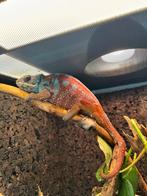 Furcifer pardalis, Dieren en Toebehoren, Reptielen en Amfibieën