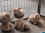 Nederlands dwerghangoor konijntjes, Meerdere dieren, Dwerg, 0 tot 2 jaar, Hangoor