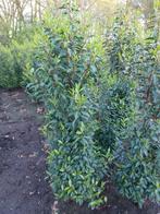 Prunus lusitanica 'Angustifolia ', Ophalen, Laurier, Haag, 100 tot 250 cm