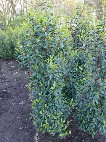 Prunus lusitanica 'Angustifolia ' beschikbaar voor biedingen