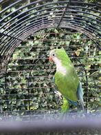 HALF TAMME GROENE MUISPARKIET NU 125 EURO, Dieren en Toebehoren, Vogels | Parkieten en Papegaaien, Meerdere dieren, Papegaai, Tam