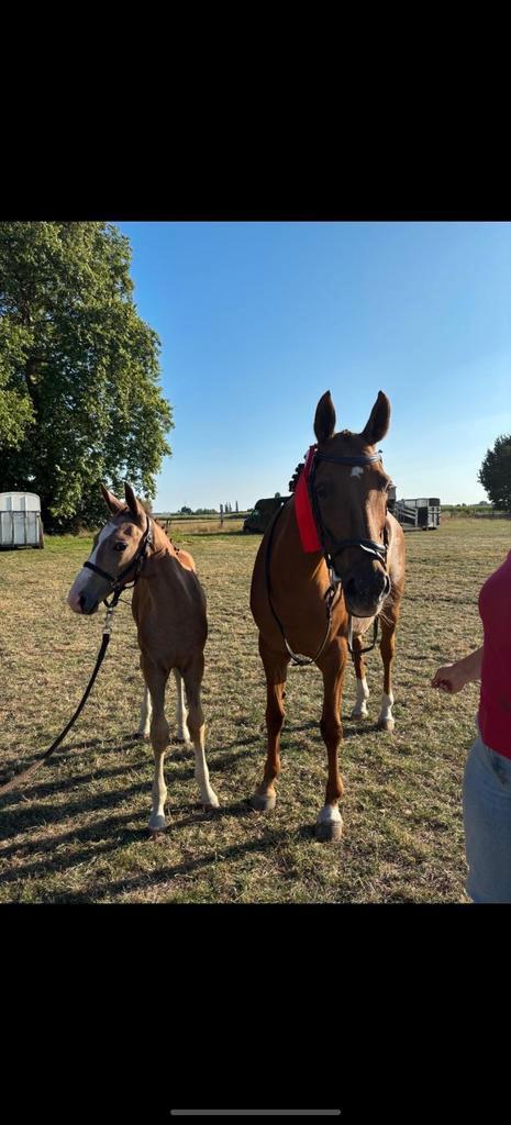 Merrie springveulen te koop, Dieren en Toebehoren, Paarden en Pony's | Verzorgingsproducten, Zo goed als nieuw, Ophalen