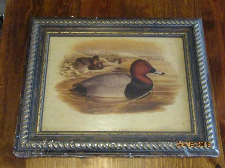 Gekaderde prints van wilde eenden - 4 verschillende soorten, Antiek en Kunst, Kunst | Schilderijen | Klassiek, Ophalen