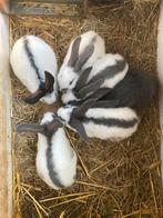 Jonge konijnen, Animaux & Accessoires, Lapins