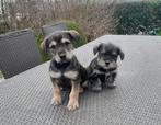 schnauzer x jack russell pups, België, Jack Russell Terriër, CDV (hondenziekte), 8 tot 15 weken