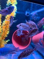 Cichlide +10 cm, Vis, Zoetwatervis, Schoolvis
