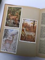 3 oude FORTboeken van 'de vogels van België', Boeken, Prentenboeken en Plaatjesalbums, Ophalen of Verzenden