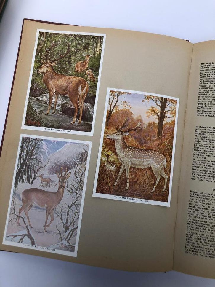 3 oude FORTboeken van 'de vogels van België', Boeken, Prentenboeken en Plaatjesalbums, Ophalen of Verzenden