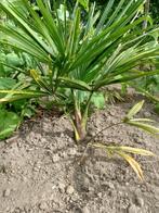 Trachycarpus Fortunei , Palmboom, Ophalen
