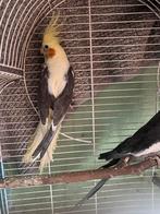 Vogels te koop, Animaux & Accessoires, Oiseaux | Perruches & Perroquets