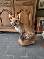 Opgezette vos op stronk, Verzamelen, Dierenverzamelingen, Ophalen, Zo goed als nieuw