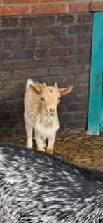 GEZOCHT rood/abrikoos hermelijn dwerg bok(je), Dieren en Toebehoren, Mannelijk, Geit