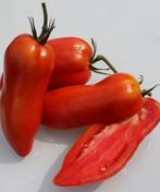 tomaat Opalka - 5 zaden, Verzenden, Voorjaar, Volle zon, Zaad