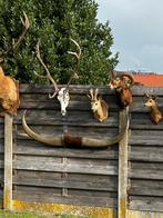 Taxidermie zeer lange horens waterbuffel 180 cm, Enlèvement