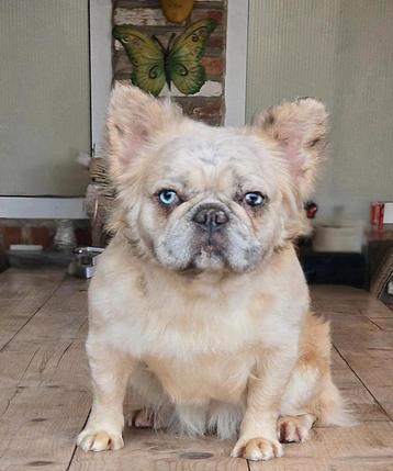 Franse bulldog (teefje) beschikbaar voor biedingen