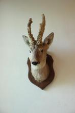 Taxidermie Opgezette Reeënkop met bastgewei, Ophalen of Verzenden, Gebruikt, Hert, Gewei of Kop