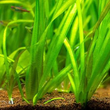 6 plantes de vallisneria