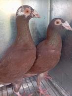 1 Koppel carrier voor 35 euro het koppel is bijna gratis, Plusieurs animaux, Autres espèces