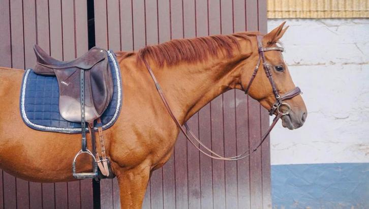 Dressuurmerrie van Top Origins, Dieren en Toebehoren, Paarden, Merrie