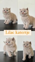 Brita korthaar kittens, Animaux & Accessoires, Chats & Chatons | Chats de race | Poil ras, Vermifugé, Plusieurs animaux, 0 à 2 ans