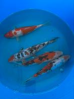 1 MEI PROMOTIE!! Japanse koi 20-25cm, Dieren en Toebehoren, Vissen | Vijvervissen, Karper of Koi